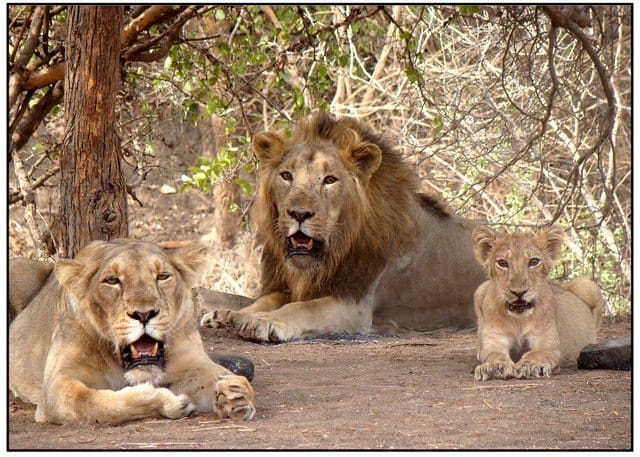 Gir National Park - places to visit in Gujarat