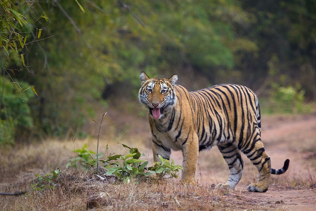Tiger View Jungle Camp - Places To Visit In Dehradun