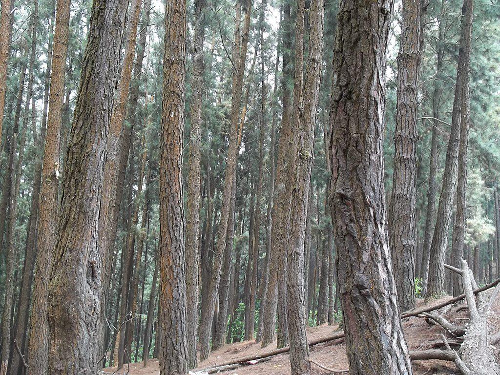 Vagamon Pine Forest - Places to visit in Vagamon
