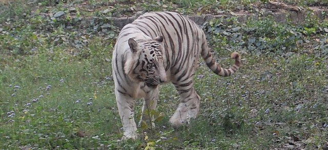 Lucknow Zoo - places to visit in Lucknow