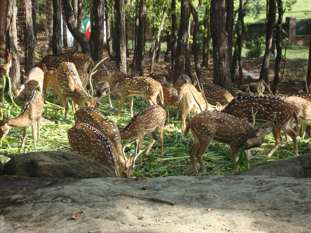 Zoo - Places to visit in Dehradun