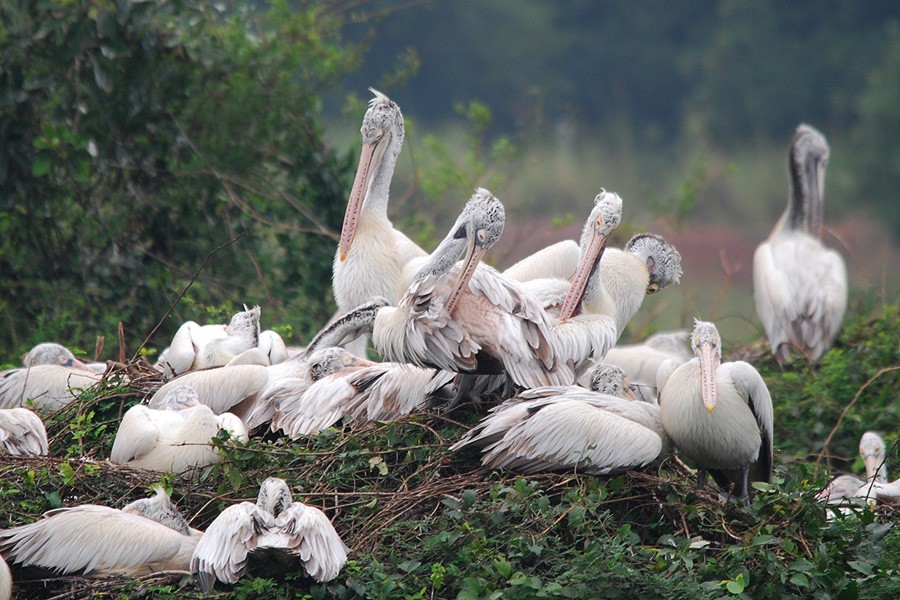 Nellapattu Bird Sanctuary - places to visit in Nellore