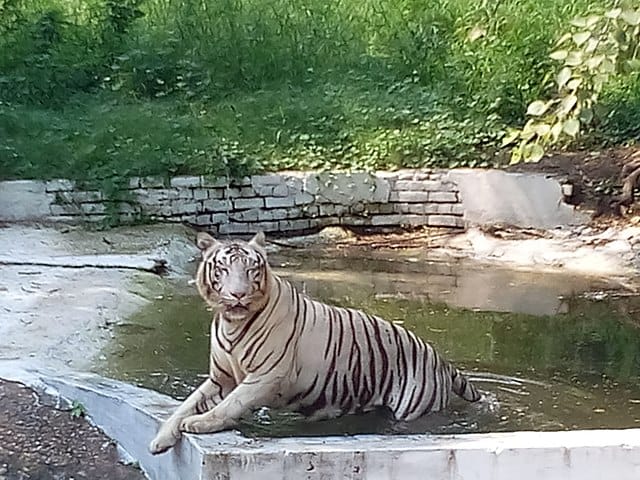 national zoo delhi
