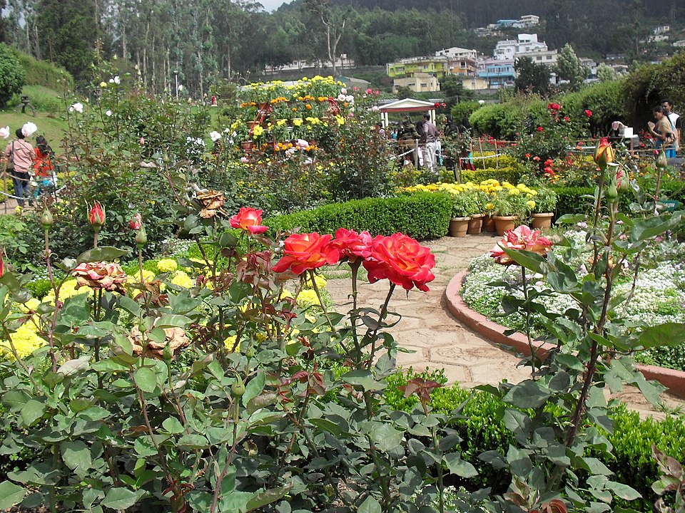 Ooty Rose Garden - places to visit in ooty