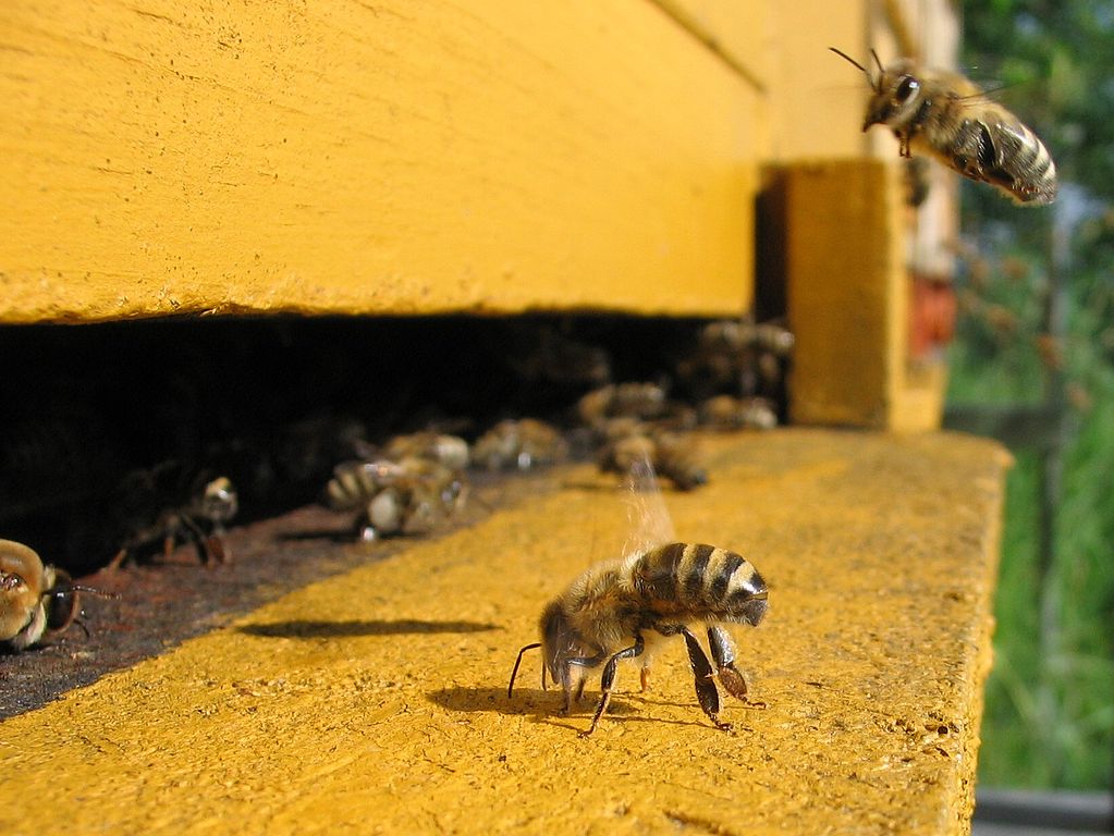 Honey Bees Center