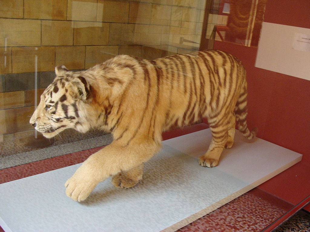 Bengal Natural History Museum - Places to visit in Darjeeling