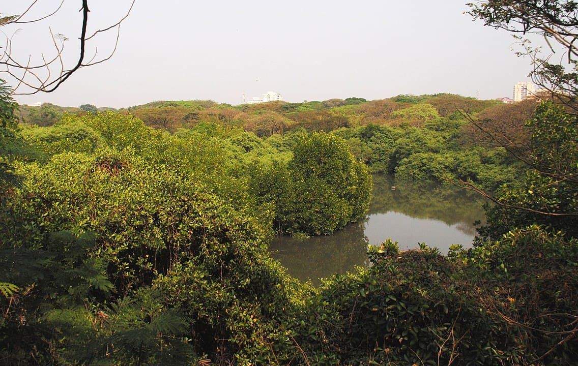 Mangalavanam Bird Sanctuary - Places to visit in Kochi
