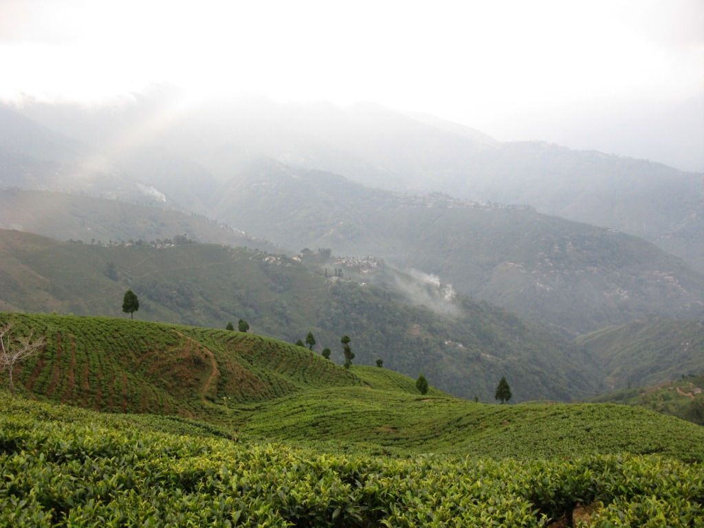 Tea Plantation In Darjeeling