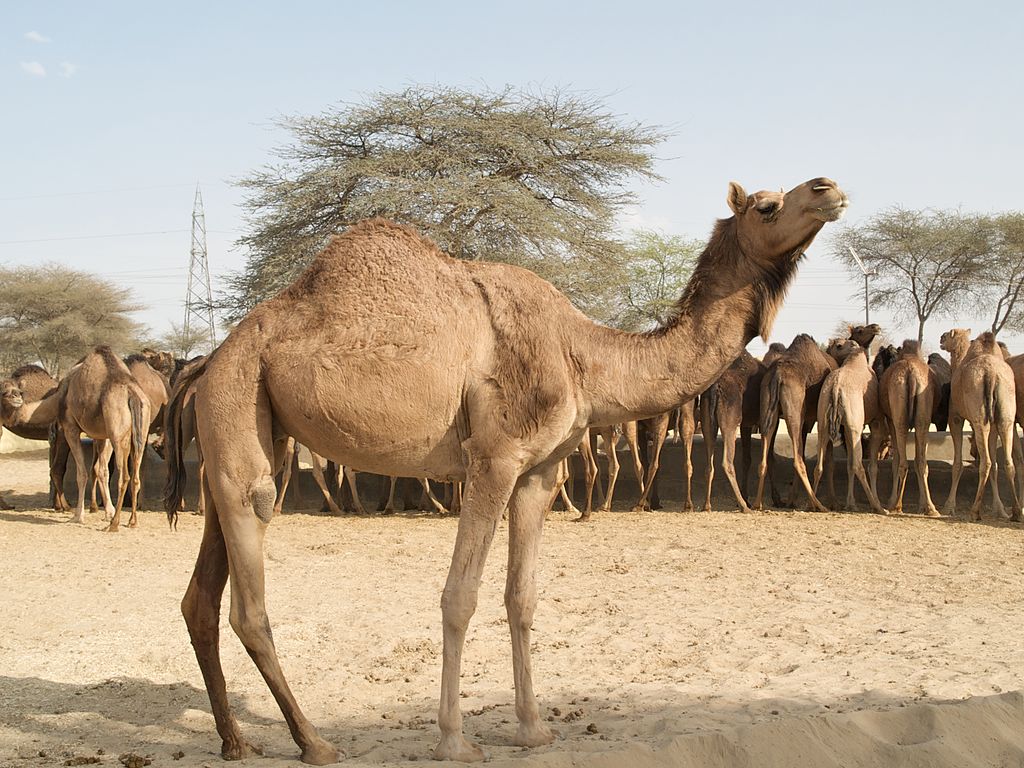 National Research Center of Camel