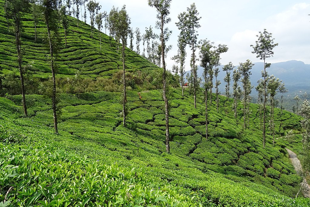 Chikmagalur Tea Plantation-places to visit in Chikmagalur