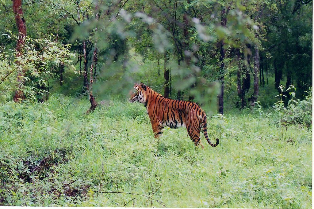 Bhadra Wildlife Sanctuary - places to visit in Shimoga